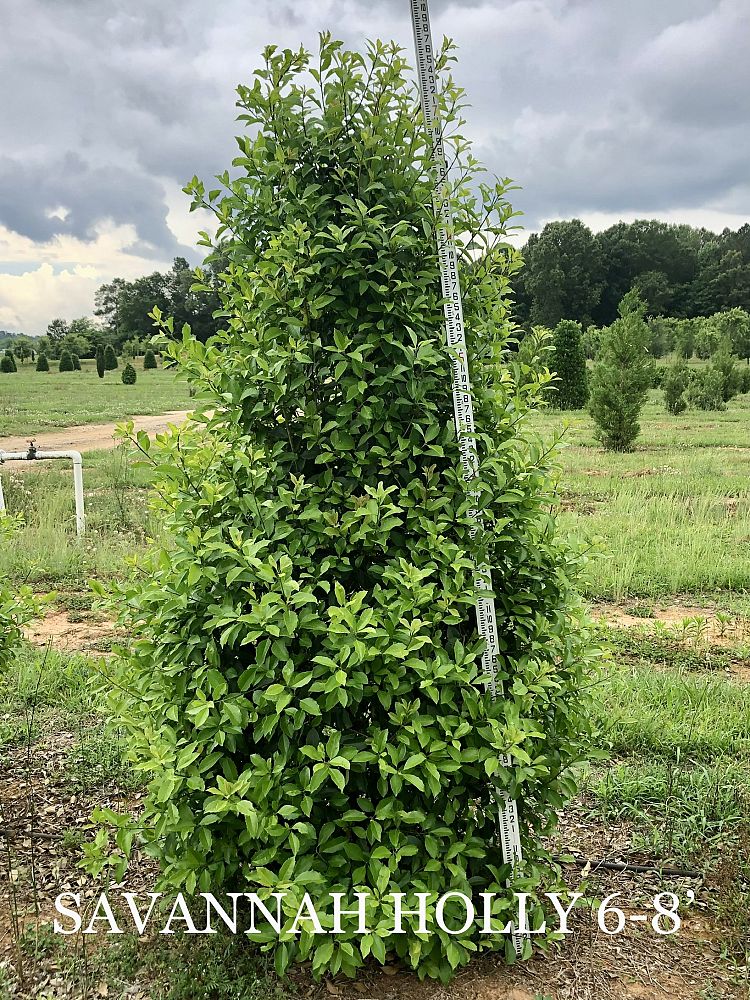 ilex-x-attenuata-savannah-holly
