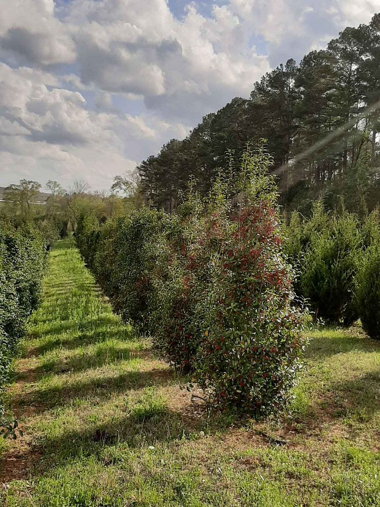 ilex-x-attenuata-savannah-holly