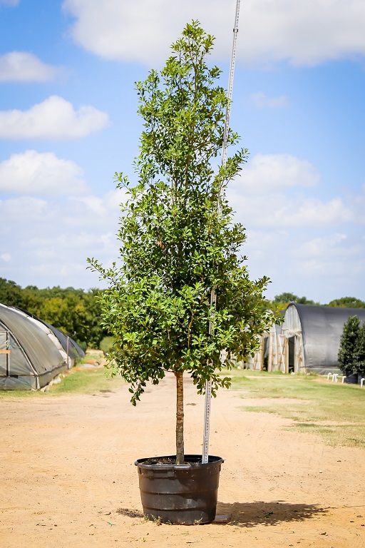 ilex-x-attenuata-savannah-holly