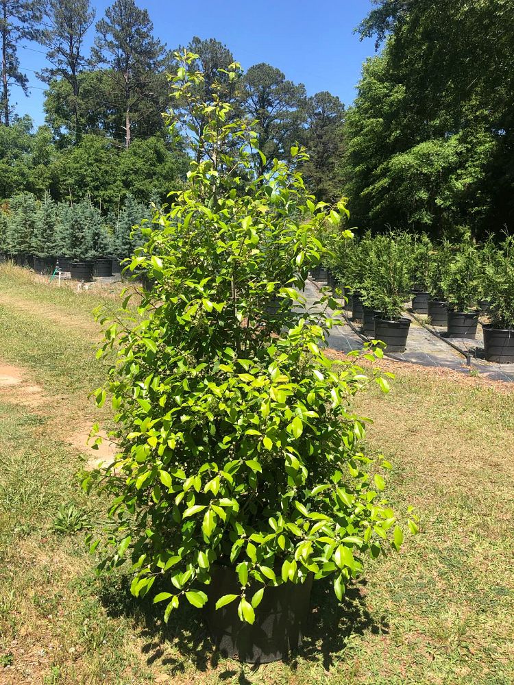 ilex-x-attenuata-savannah-holly