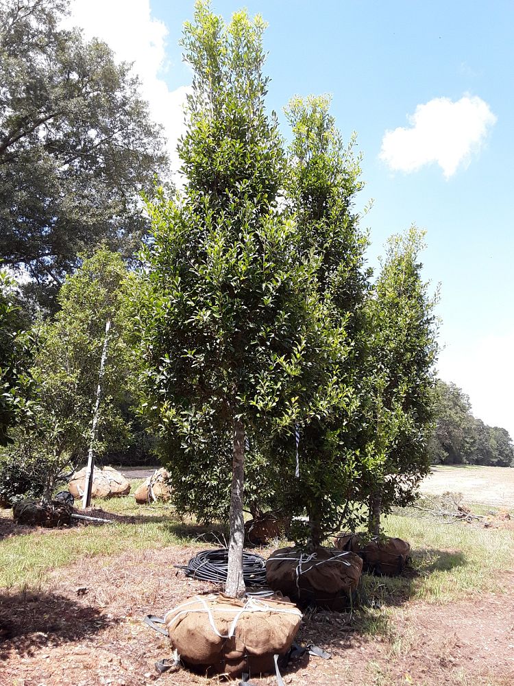 ilex-x-attenuata-savannah-holly