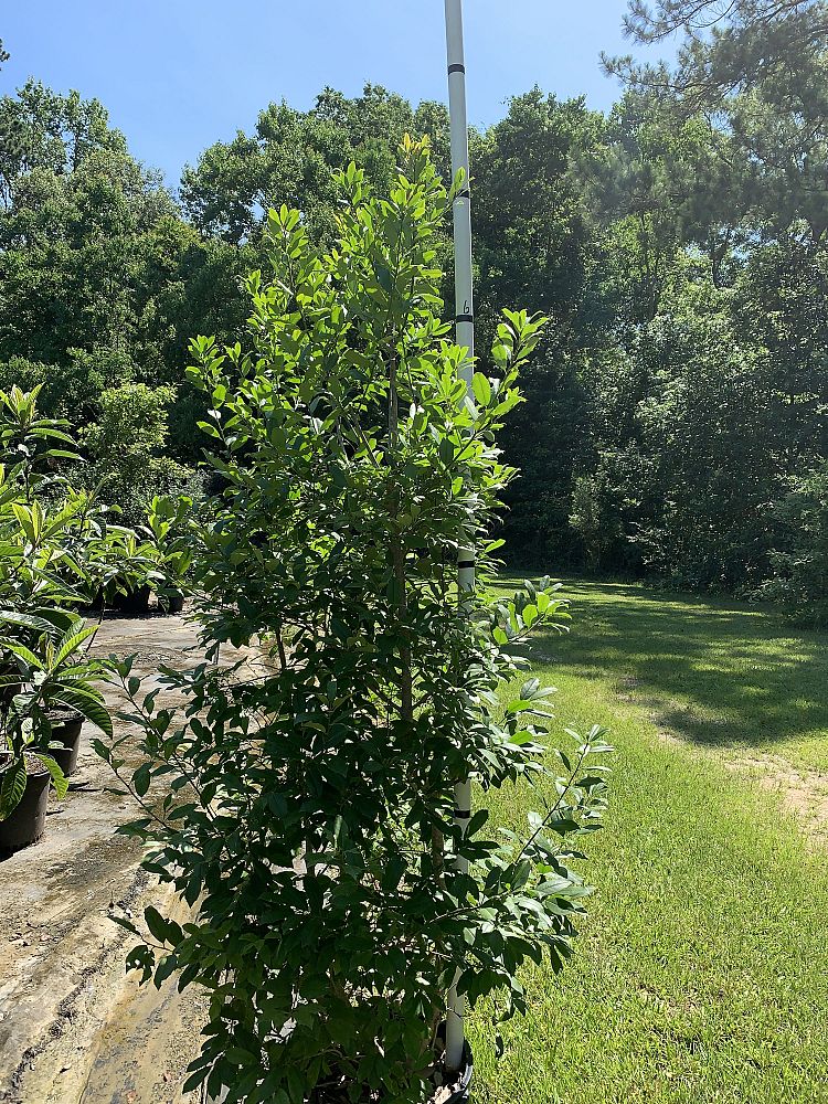 ilex-x-attenuata-savannah-holly