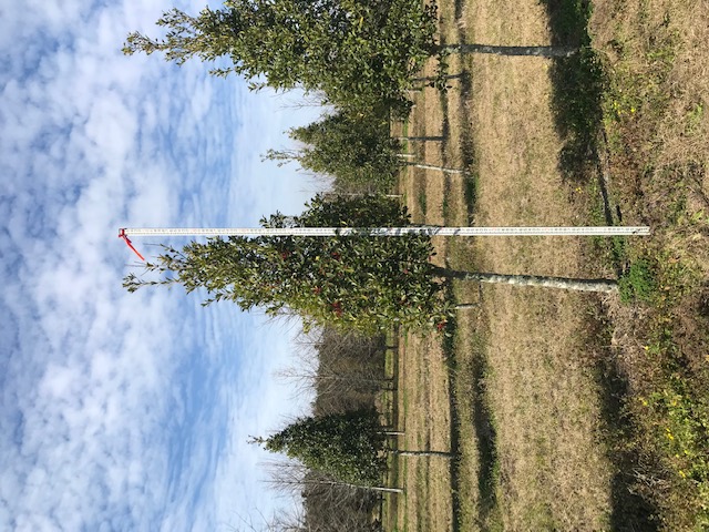ilex-x-attenuata-savannah-holly