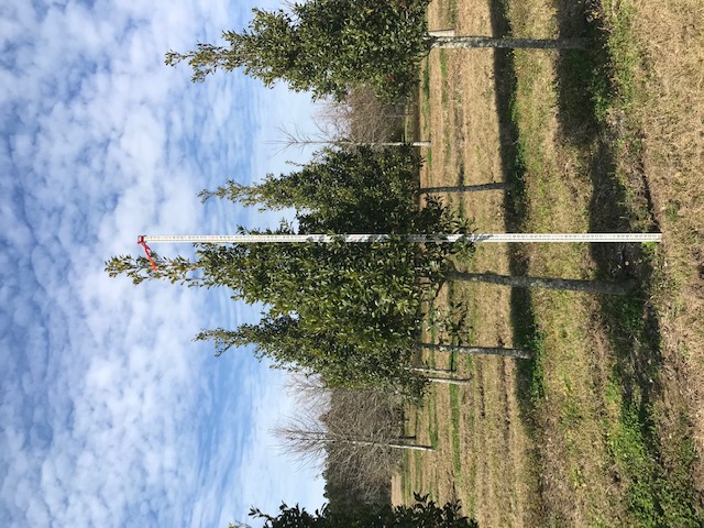 ilex-x-attenuata-savannah-holly