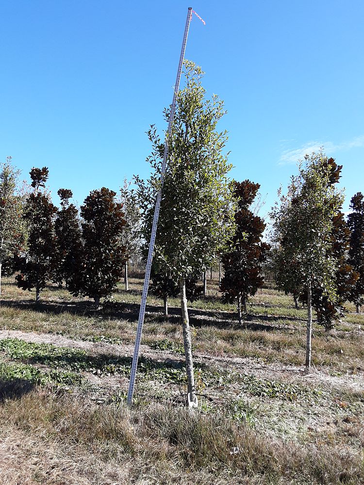 ilex-x-attenuata-savannah-holly