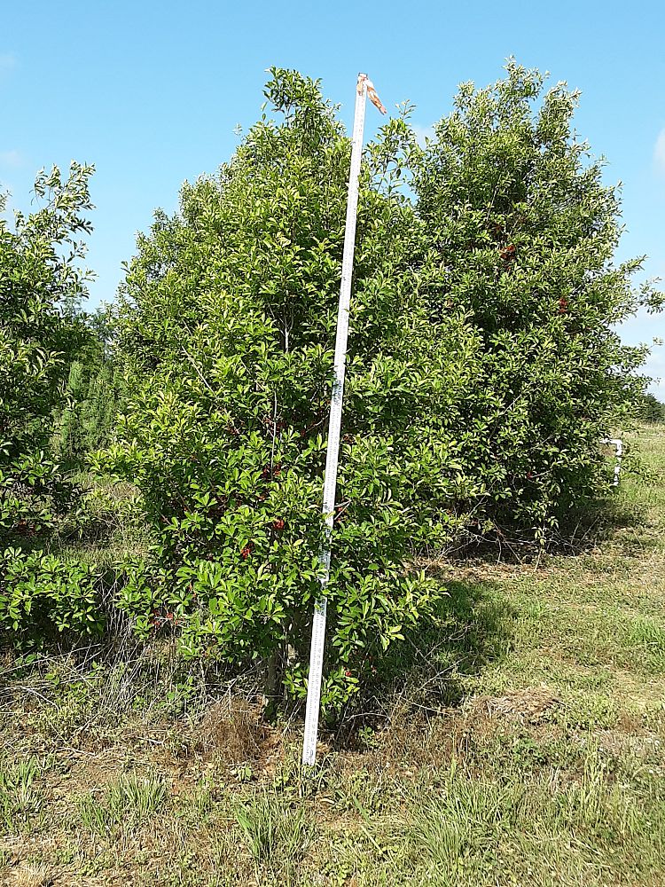ilex-x-attenuata-savannah-holly