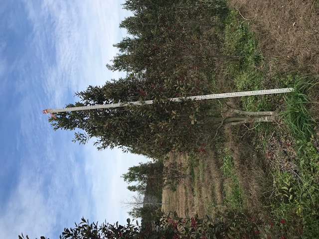 ilex-x-attenuata-savannah-holly
