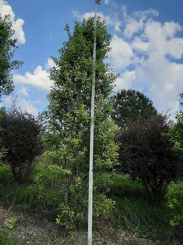 ilex-x-attenuata-savannah-holly