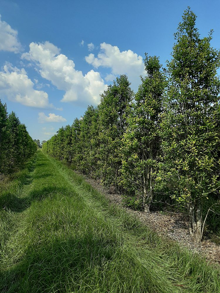 ilex-x-attenuata-savannah-holly