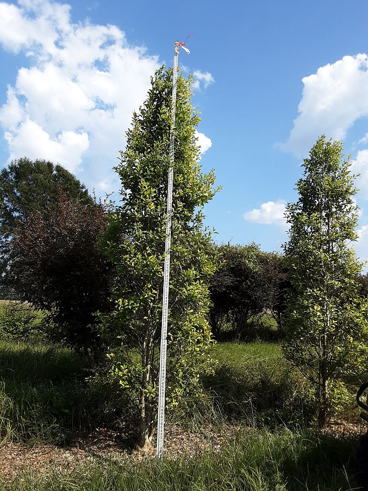 ilex-x-attenuata-savannah-holly