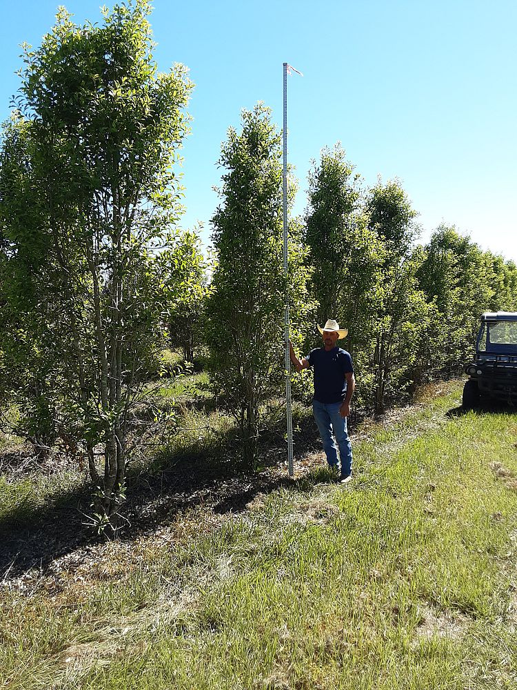 ilex-x-attenuata-savannah-holly