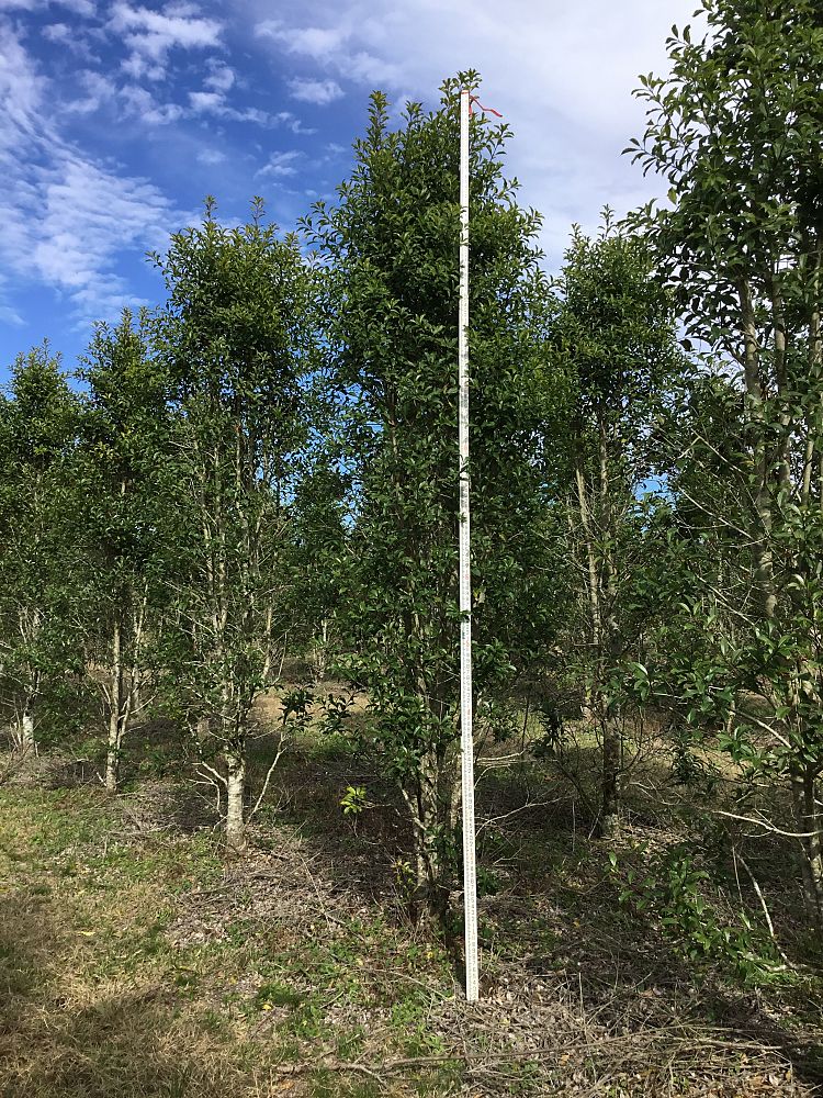 ilex-x-attenuata-savannah-holly