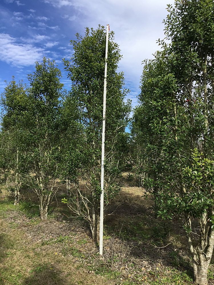 ilex-x-attenuata-savannah-holly