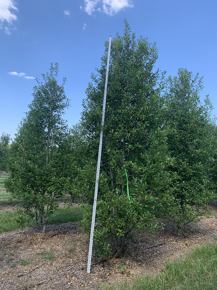 ilex-x-attenuata-savannah-holly