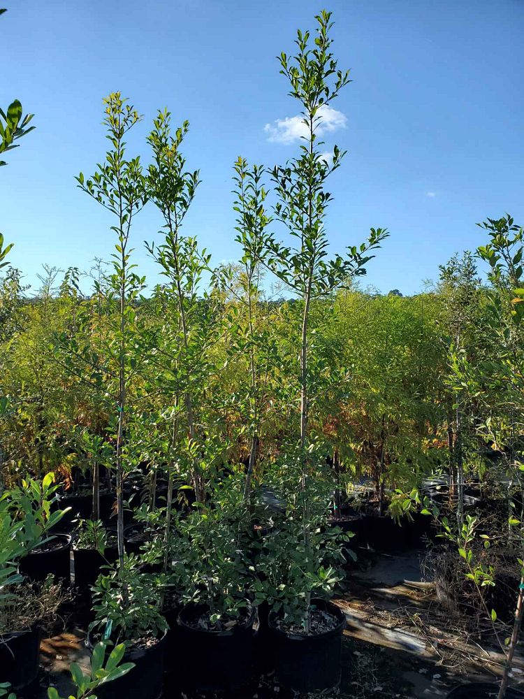 ilex-x-attenuata-savannah-holly