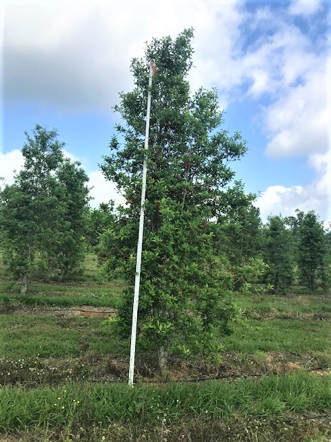 ilex-x-attenuata-savannah-holly