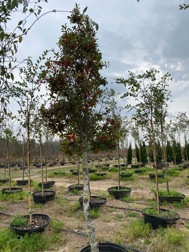 ilex-x-attenuata-savannah-holly