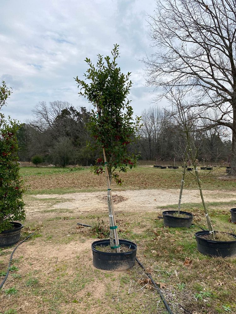 ilex-x-attenuata-savannah-holly