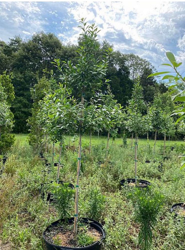 ilex-x-attenuata-savannah-holly