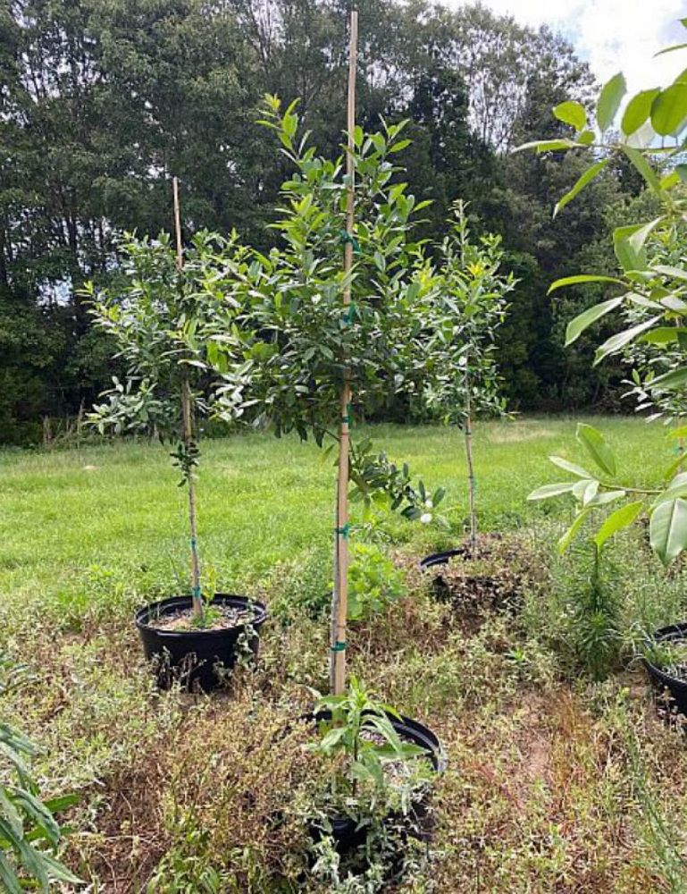 ilex-x-attenuata-savannah-holly