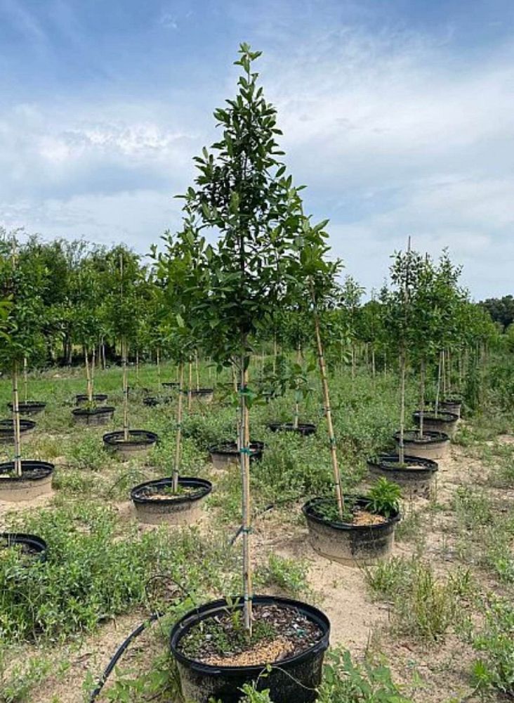 ilex-x-attenuata-savannah-holly