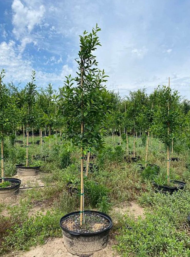 ilex-x-attenuata-savannah-holly