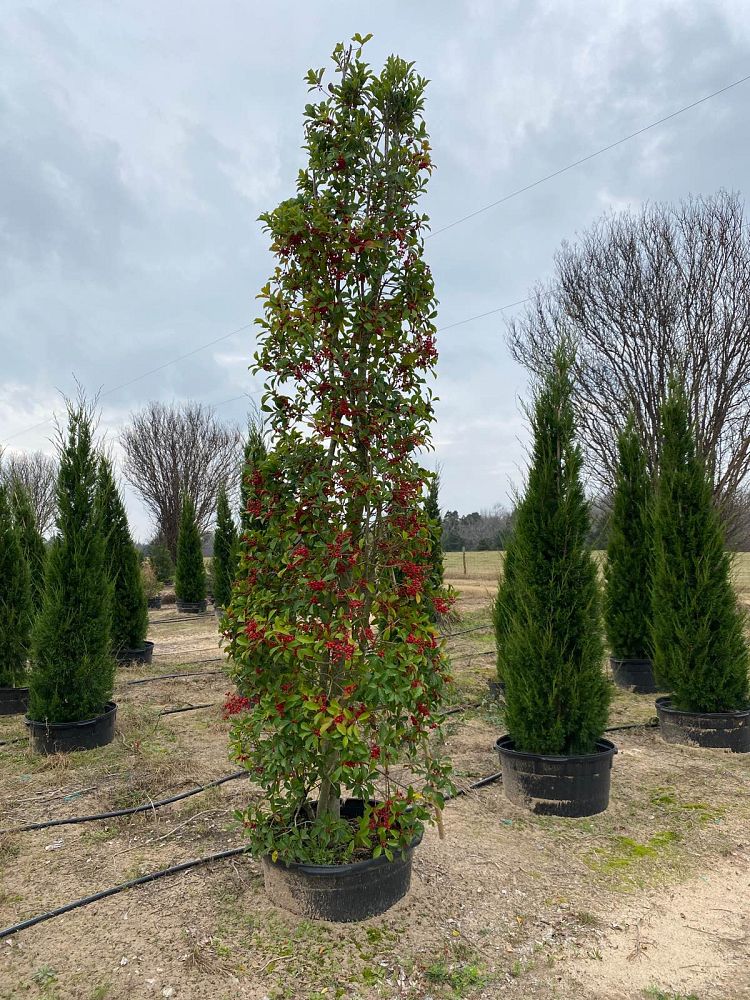 ilex-x-attenuata-savannah-holly
