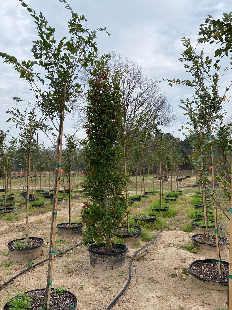 ilex-x-attenuata-savannah-holly