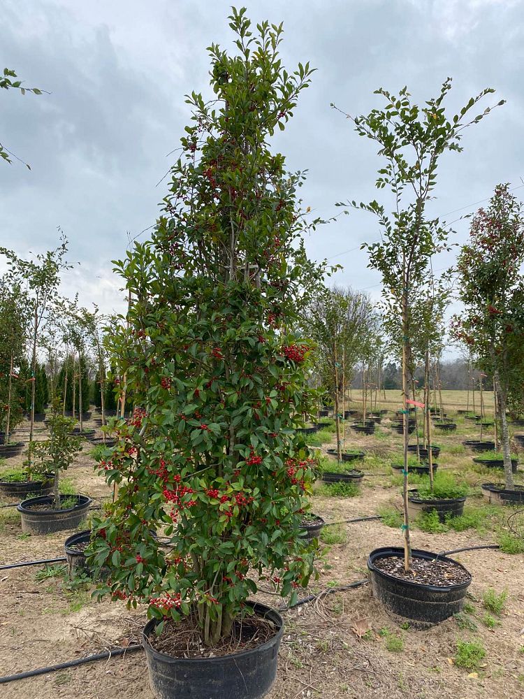 ilex-x-attenuata-savannah-holly