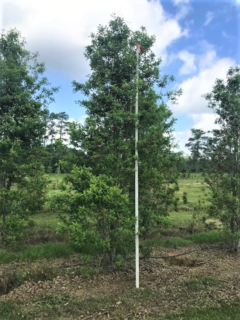 ilex-x-attenuata-savannah-holly