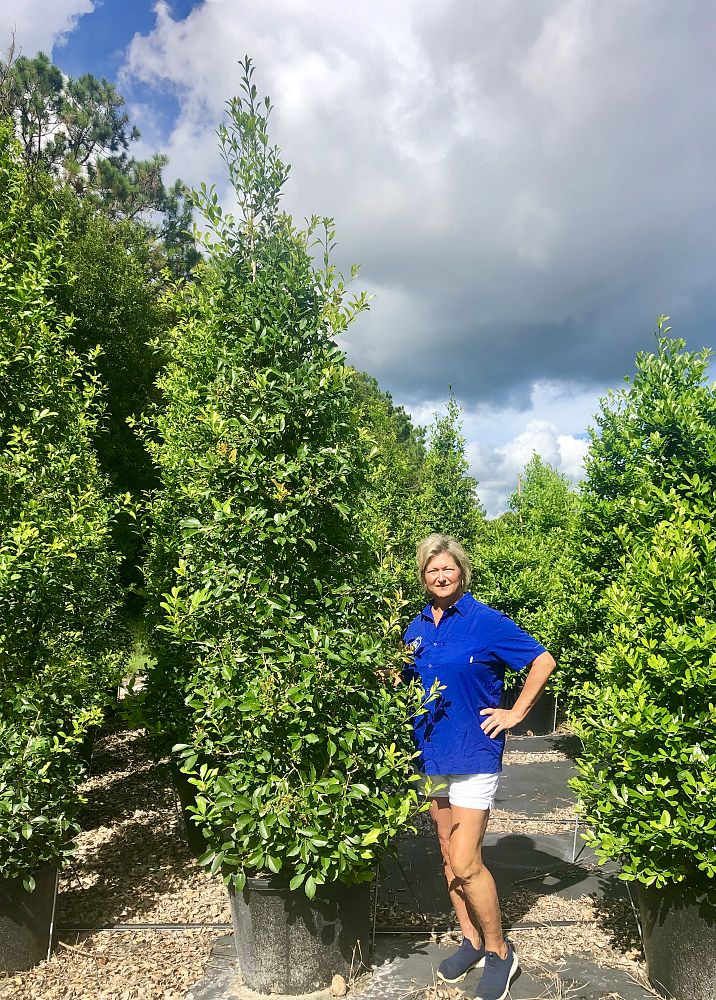 ilex-x-attenuata-savannah-holly