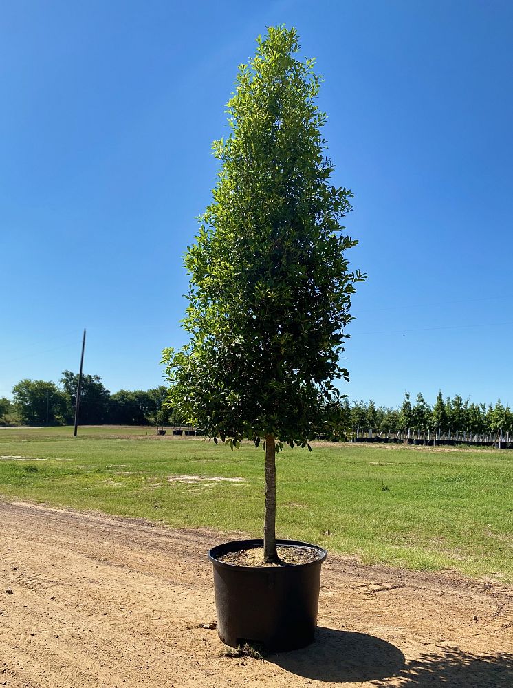 ilex-x-attenuata-savannah-holly