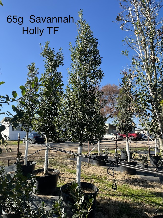 ilex-x-attenuata-savannah-holly