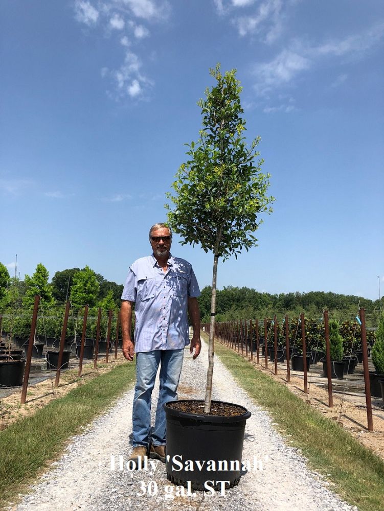 ilex-x-attenuata-savannah-holly