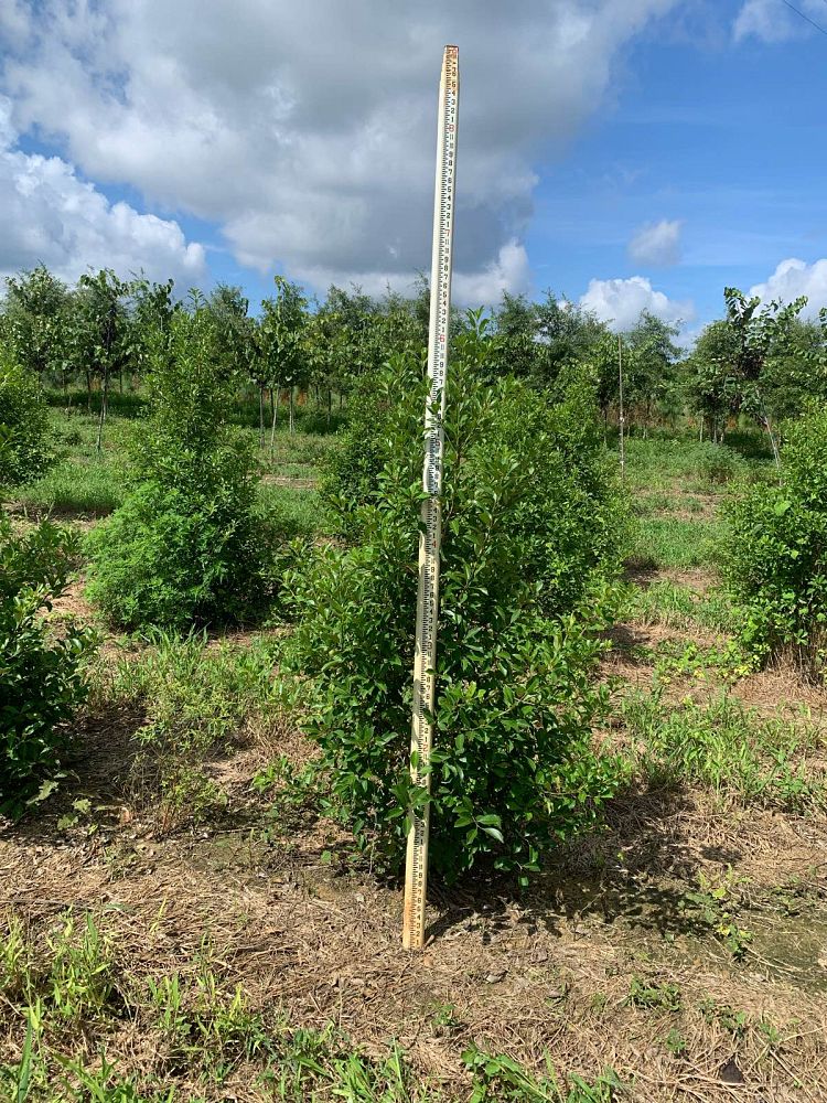 ilex-x-attenuata-savannah-holly