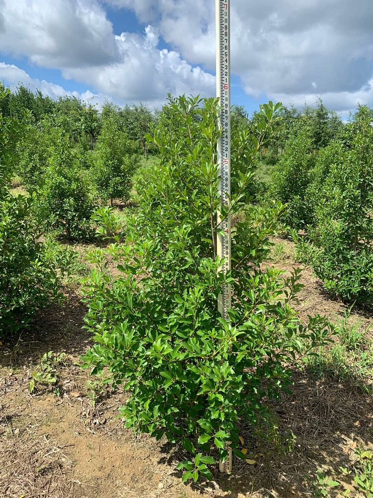 ilex-x-attenuata-savannah-holly