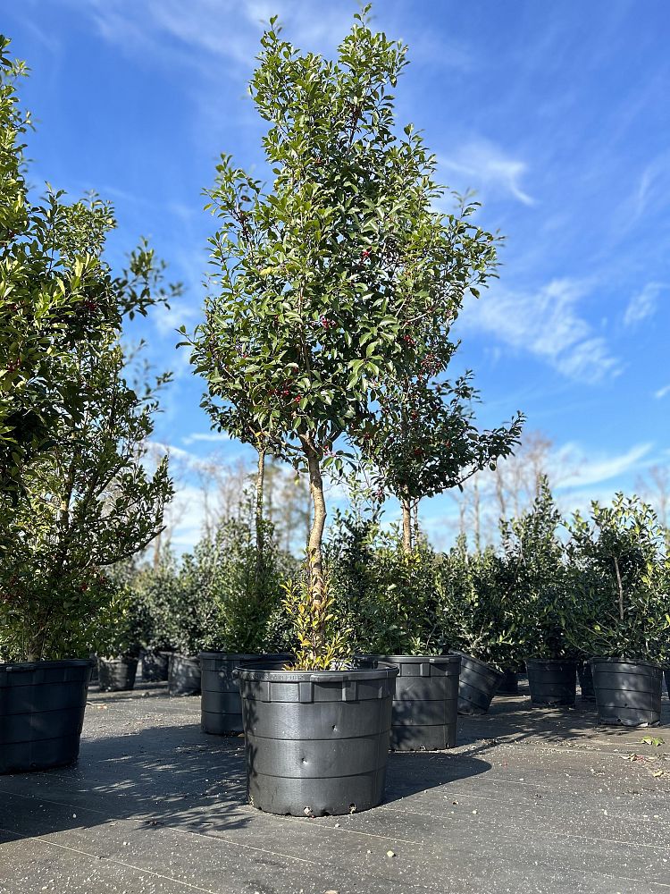 ilex-x-attenuata-savannah-holly