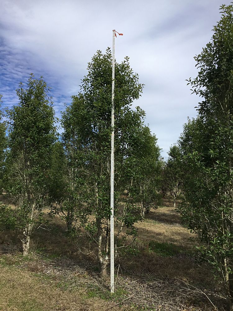 ilex-x-attenuata-savannah-holly