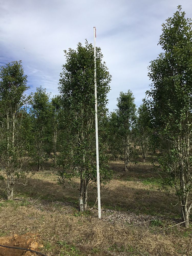 ilex-x-attenuata-savannah-holly