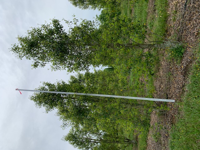 ilex-x-attenuata-savannah-holly