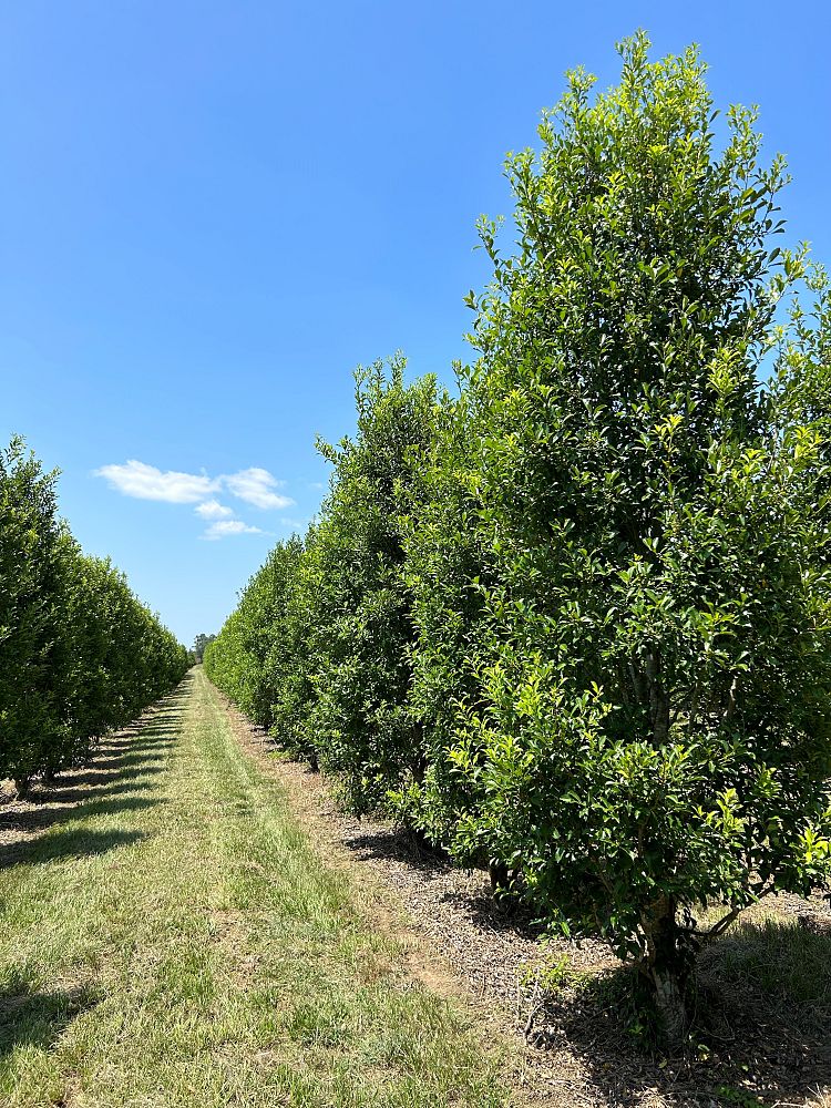 ilex-x-attenuata-savannah-holly