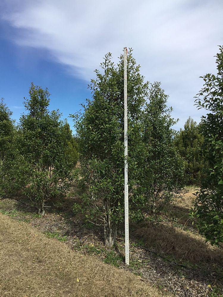 ilex-x-attenuata-savannah-holly