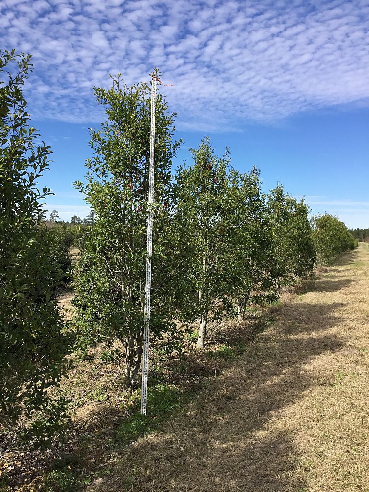 ilex-x-attenuata-savannah-holly