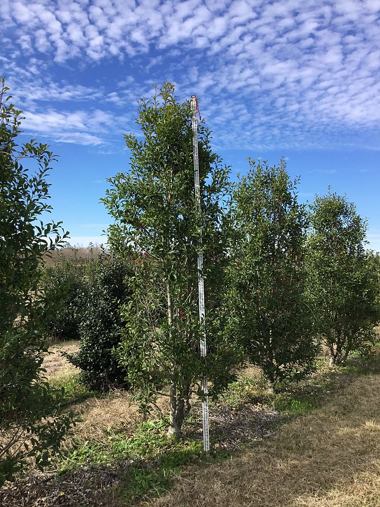 ilex-x-attenuata-savannah-holly