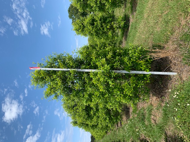 ilex-x-attenuata-savannah-holly