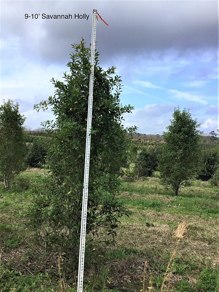ilex-x-attenuata-savannah-holly