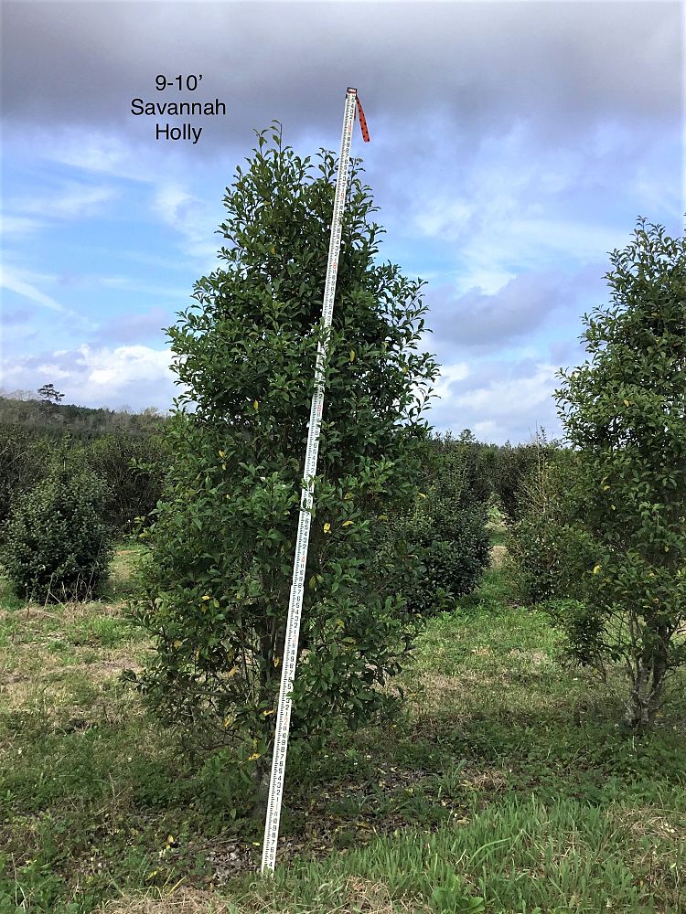 ilex-x-attenuata-savannah-holly