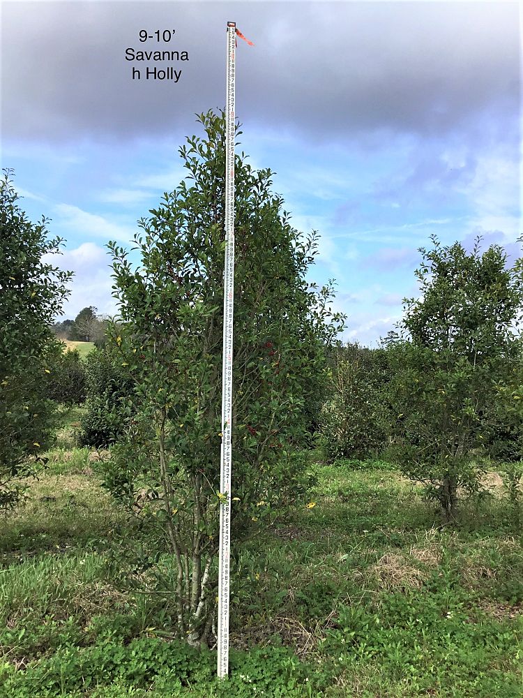 ilex-x-attenuata-savannah-holly
