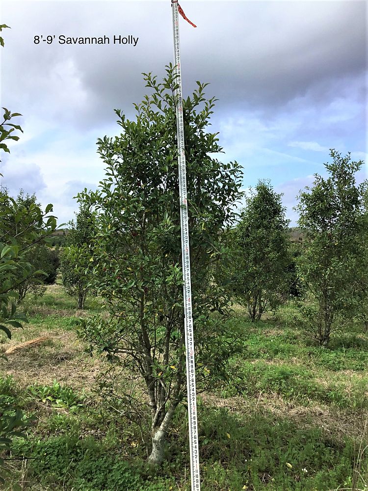 ilex-x-attenuata-savannah-holly