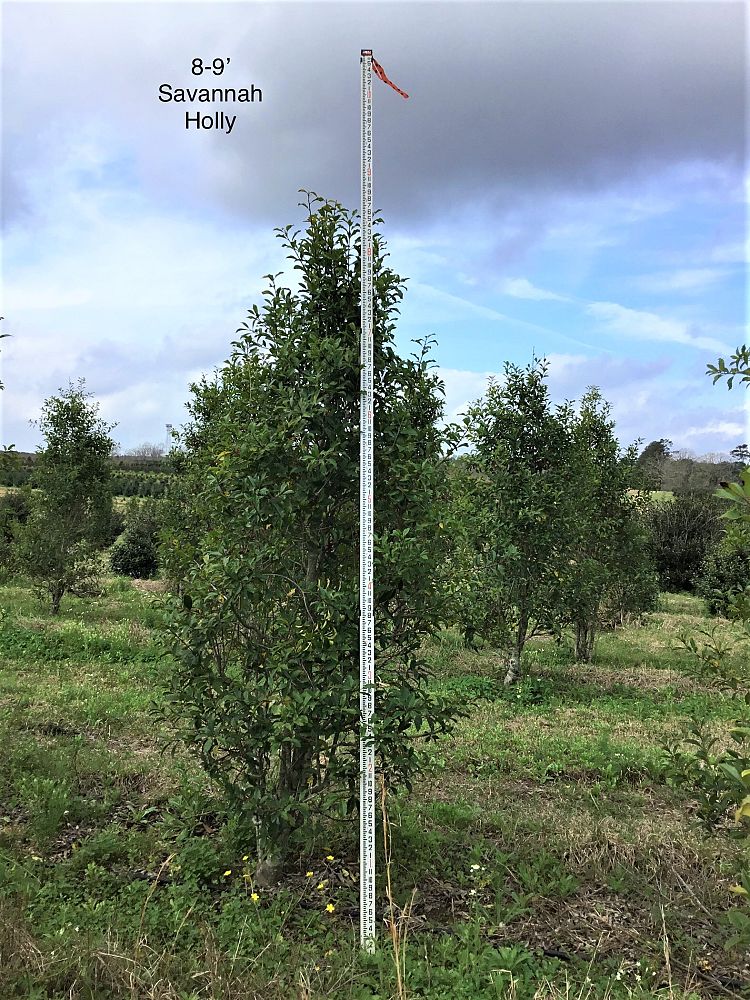 ilex-x-attenuata-savannah-holly